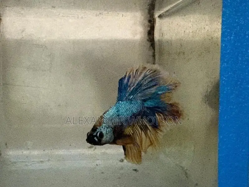 Fighter Betta Fish