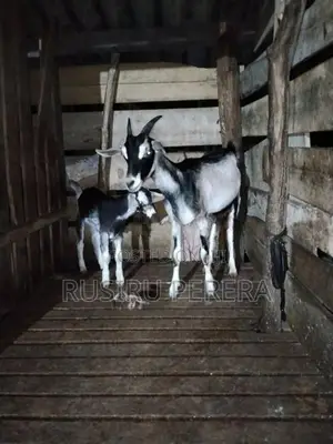 Sanhan goat