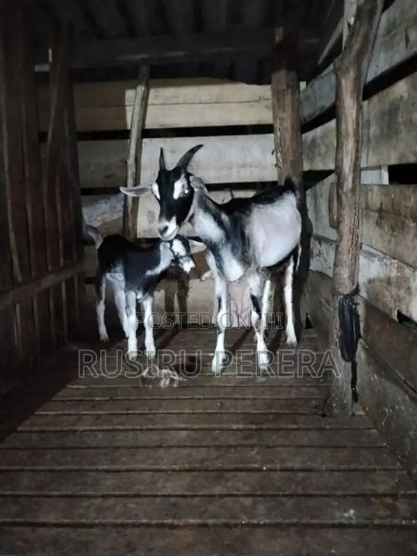 Sanhan goat