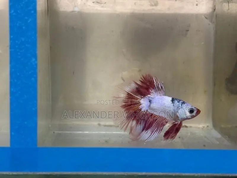 Fighter Betta Fish