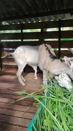 Sanhan goat