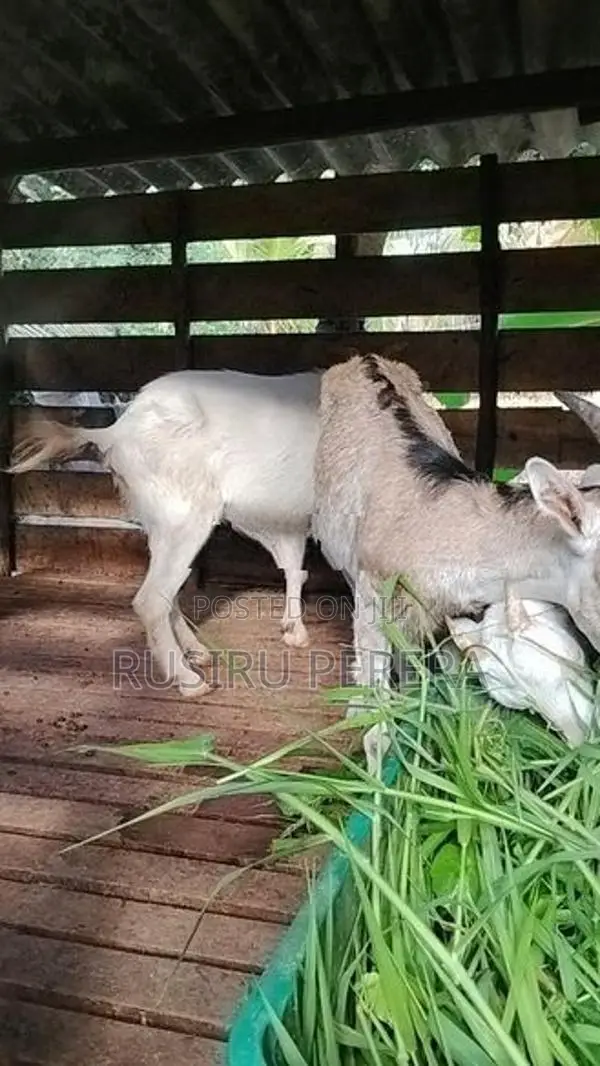 Sanhan goat