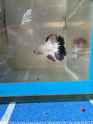 Fighter Betta Fish
