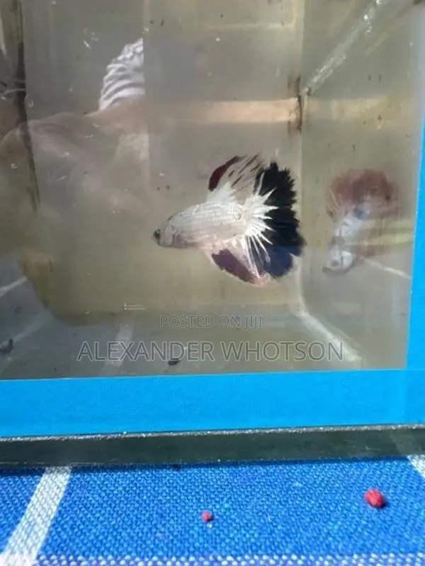 Fighter Betta Fish