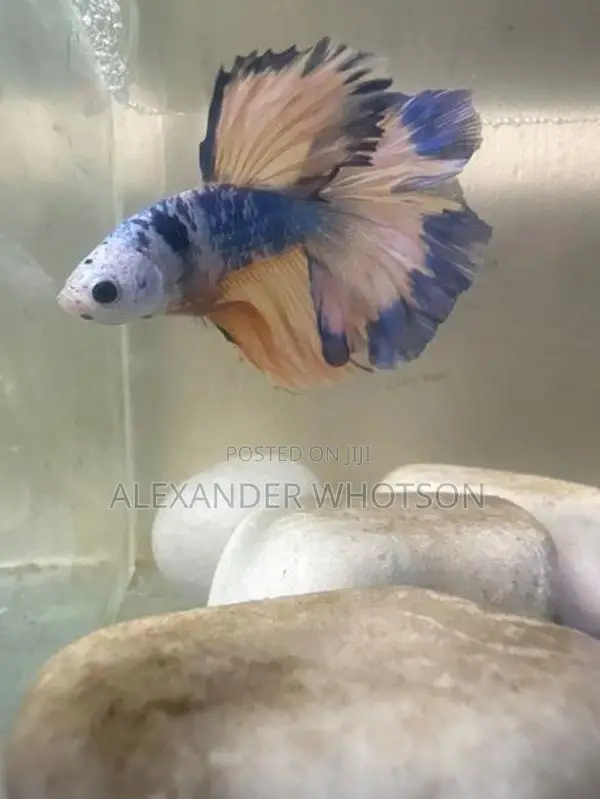 Fighter Betta Fish