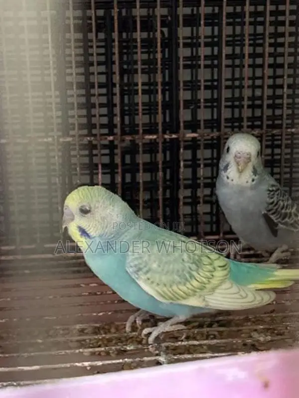 Spangle budgies(love birds)
