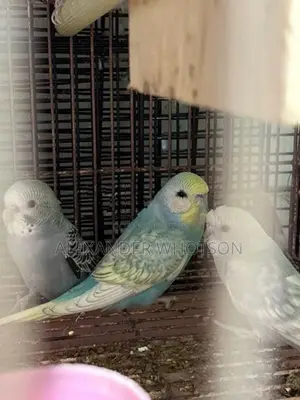 Spangle budgies(love birds)