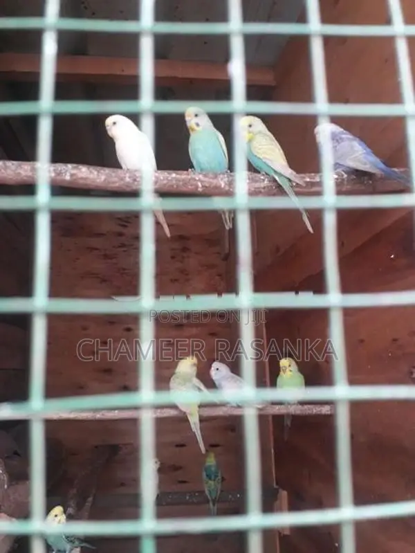 love birds