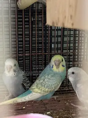 Spangle budgies(love birds)