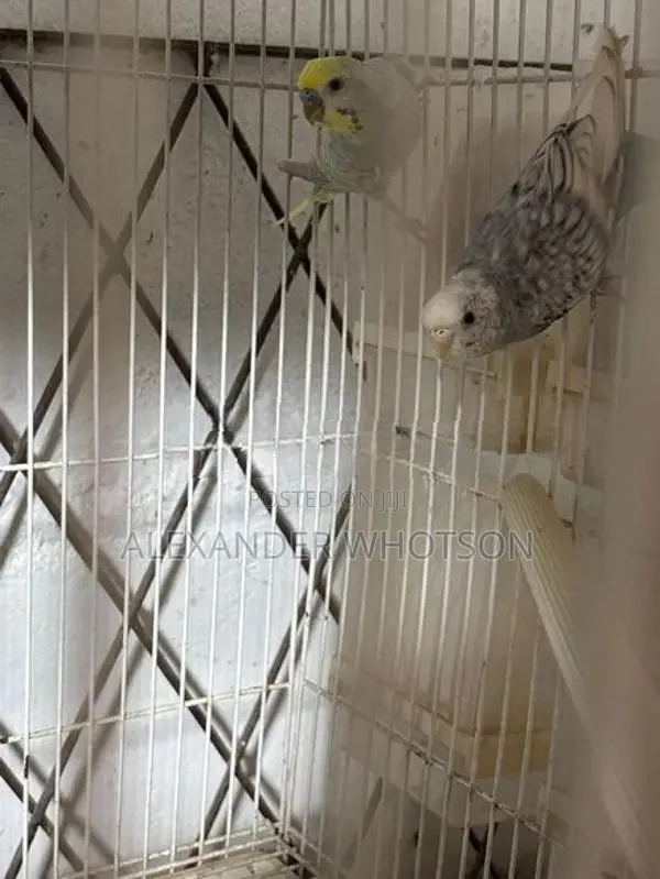 Spangle budgies(love birds)