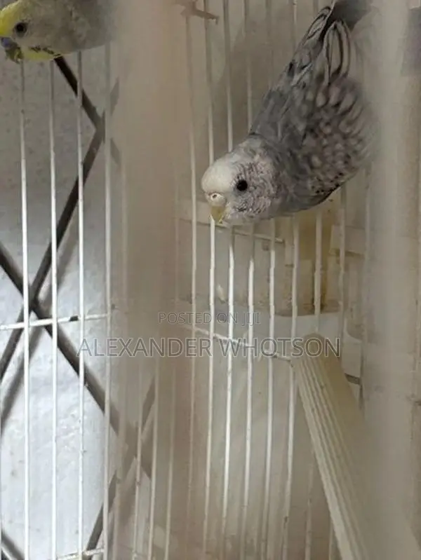 Spangle budgies(love birds)