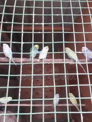 love birds