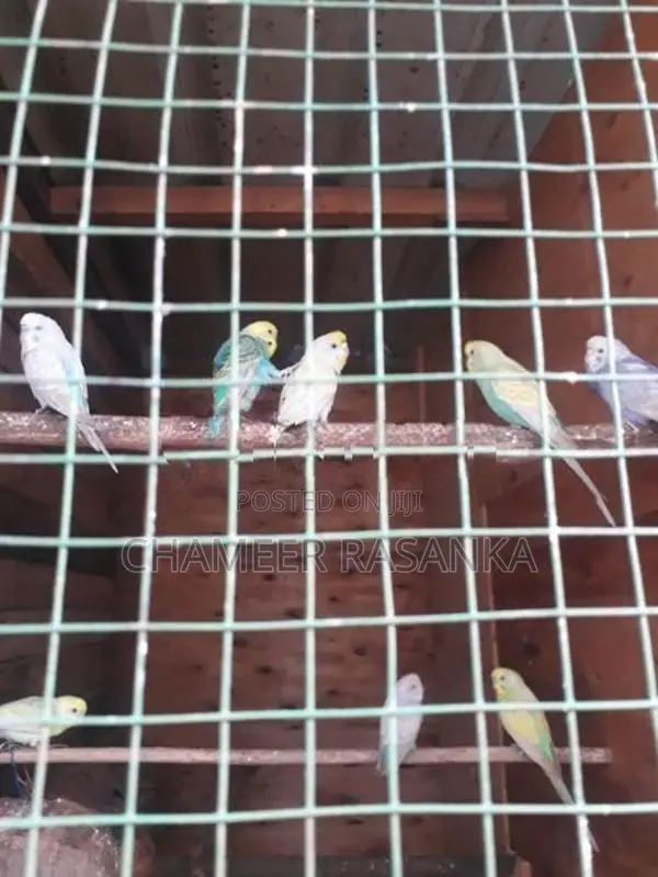 love birds