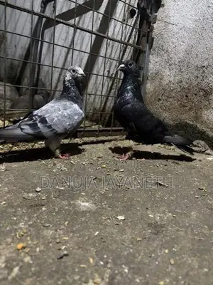 nagerkovil pigeon