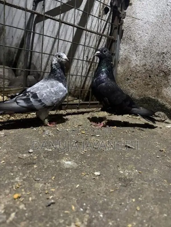 nagerkovil pigeon