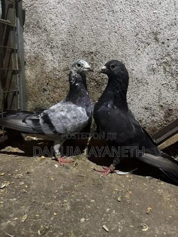 nagerkovil pigeon