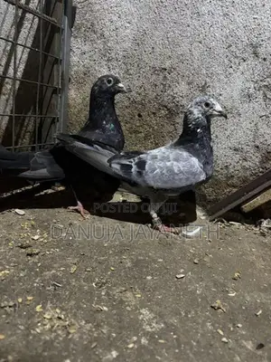 nagerkovil pigeon
