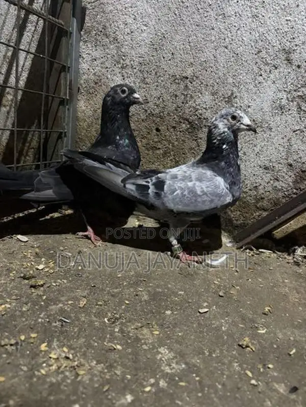 nagerkovil pigeon