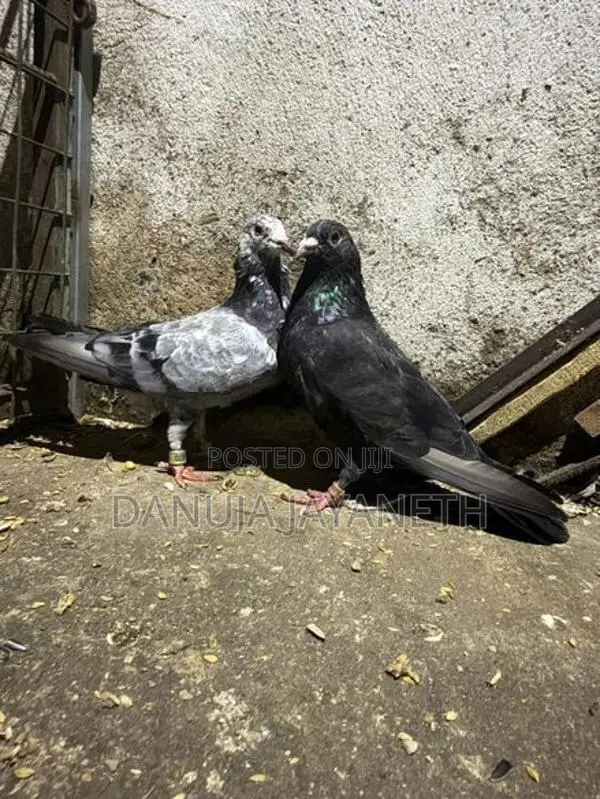 nagerkovil pigeon