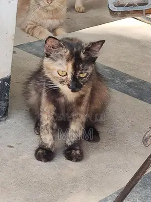 Persian Cat