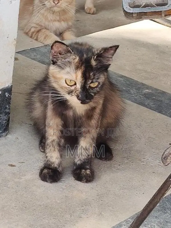 Persian Cat