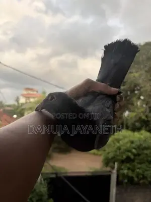 bkala are pigeons