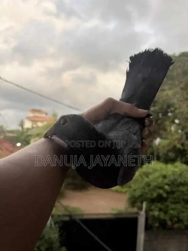 bkala are pigeons