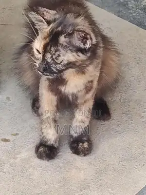 Persian Cat