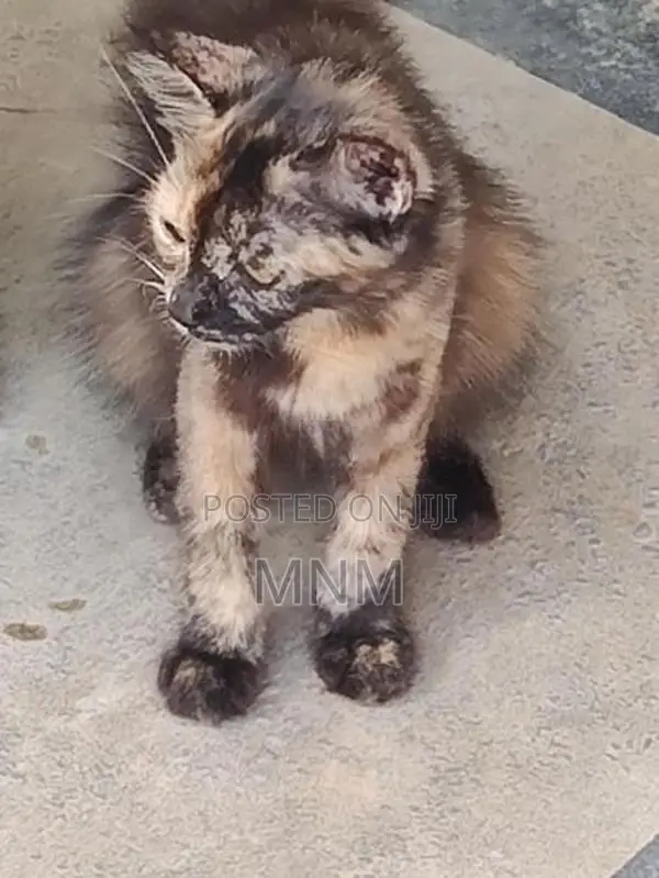Persian Cat