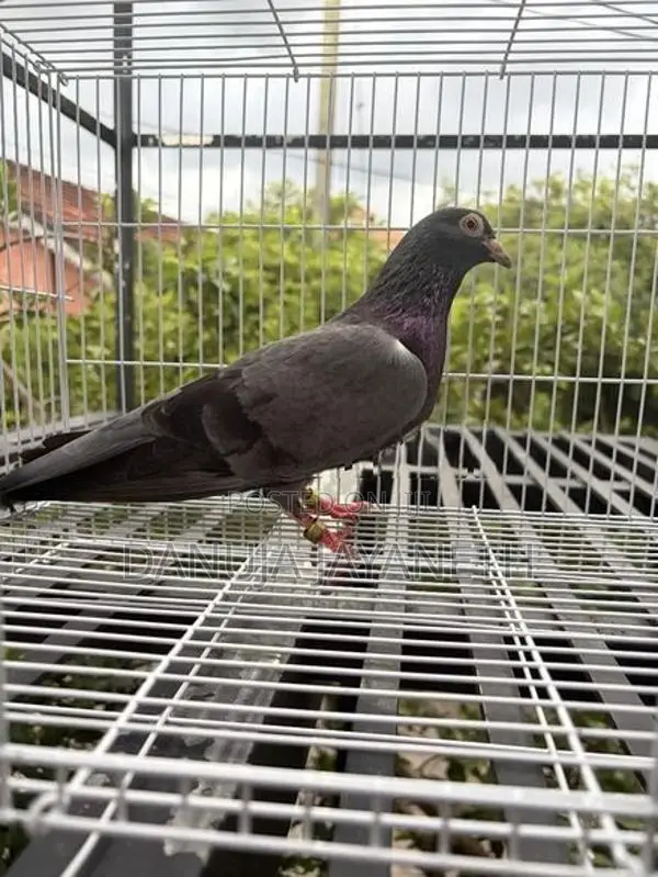 bkala are pigeons