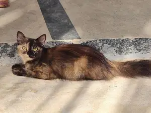 Persian Cat