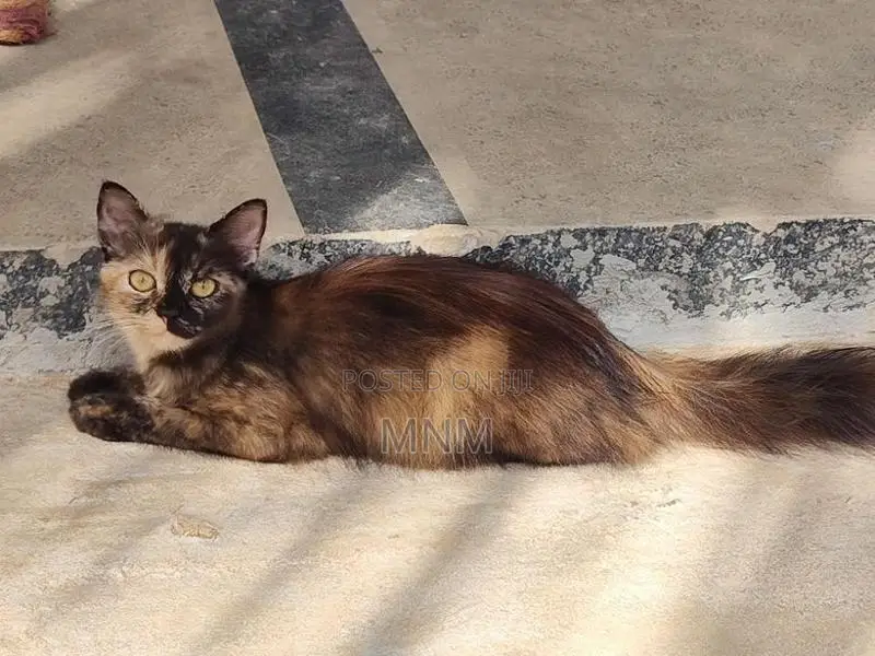Persian Cat