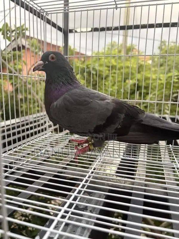 bkala are pigeons