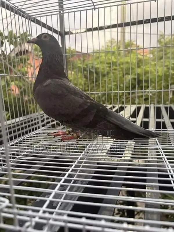 bkala are pigeons