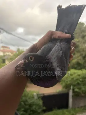 bkala are pigeons