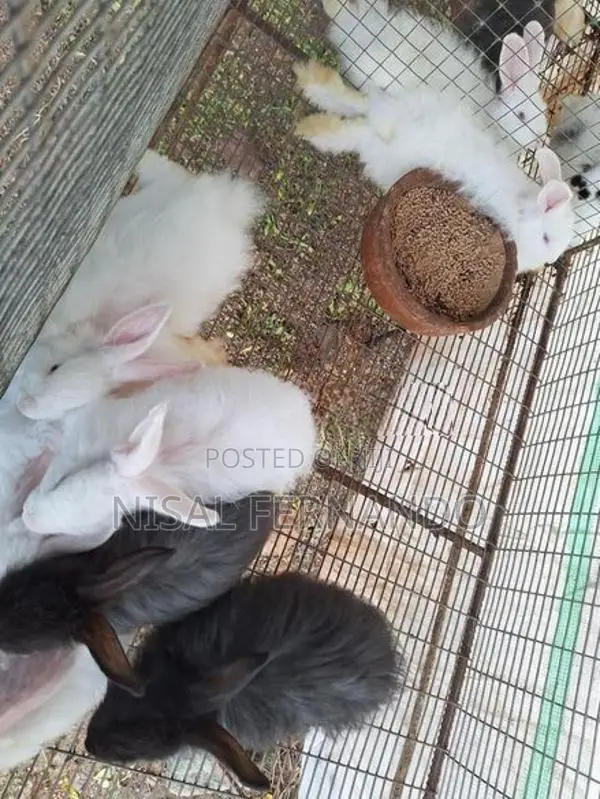 Angora Rabbits
