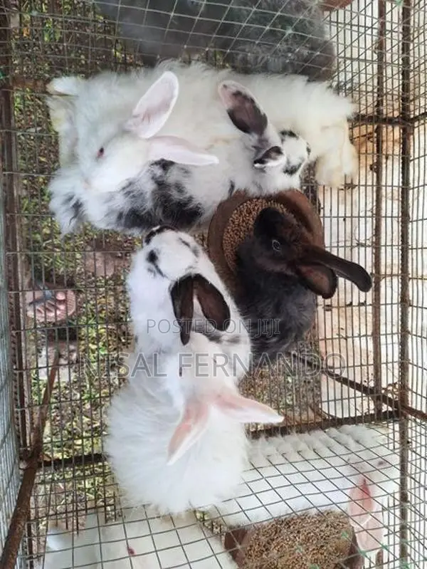 Angora Rabbits