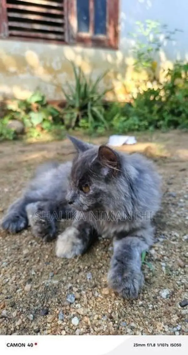 Persian Kittens