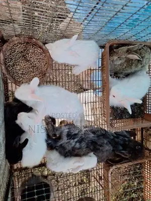 Angora Rabbits