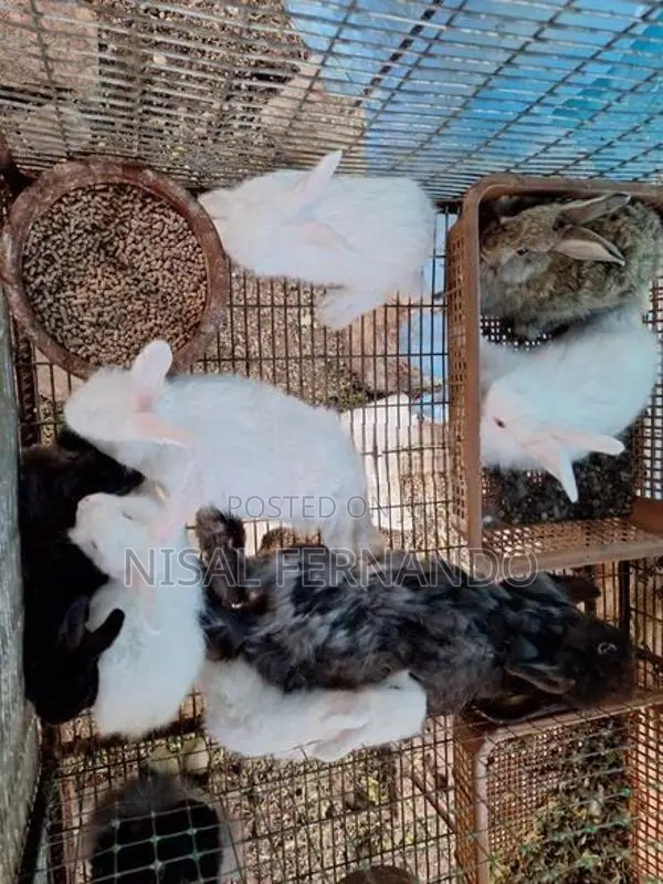 Angora Rabbits