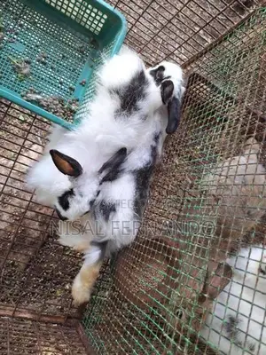 Angora Rabbits