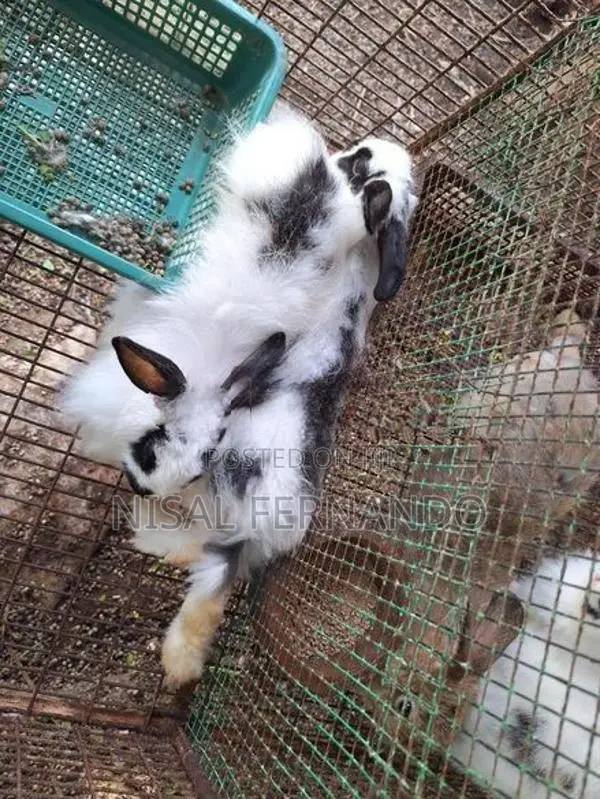 Angora Rabbits