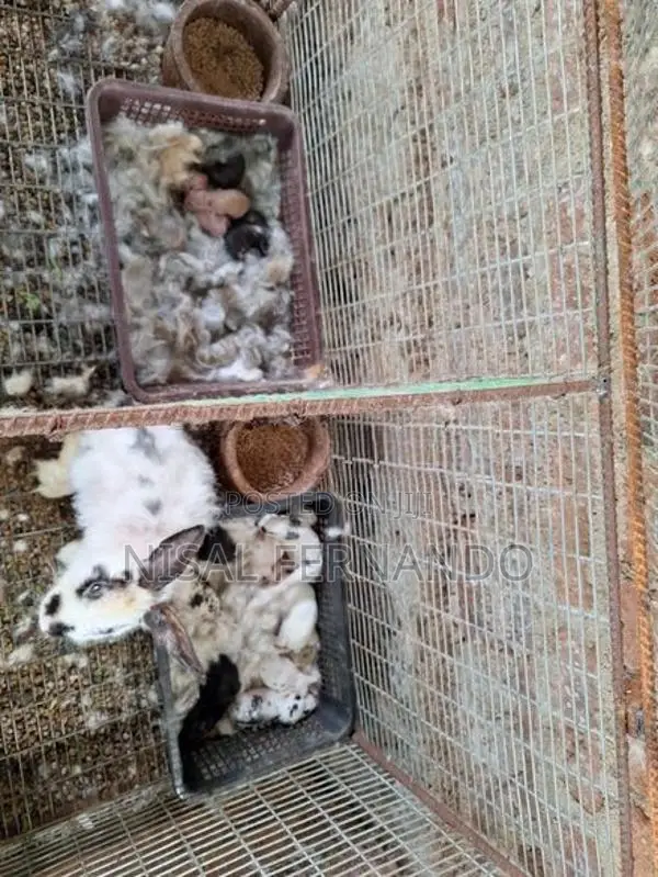 Angora Rabbits