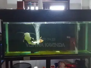 6 x 2 fish tank