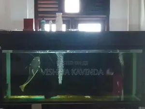 6 x 2 fish tank