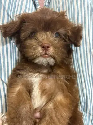 Shih Tzu Puppies