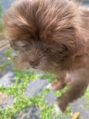 Shih Tzu Puppies