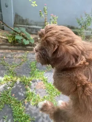Shih Tzu Puppies