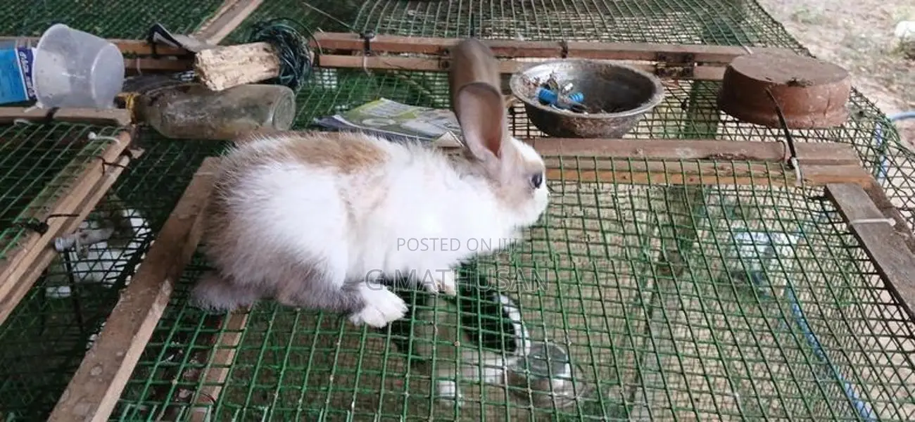 Rabbit