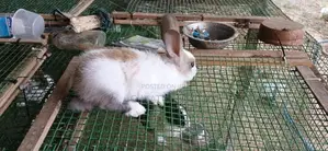 Rabbit